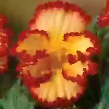 Crispa Marginata Yellow